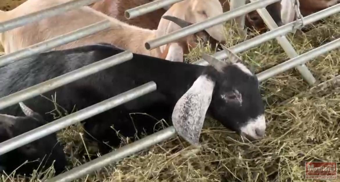 Cercetătorii de la Stațiunea Popăuți din Botoșani au creat o nouă rasă de capre cu lapte mai gras și fără miros (Foto: G4Media)