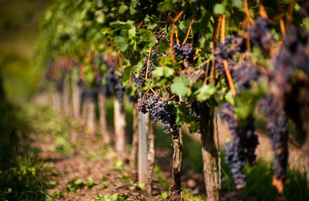 Producătorii de vin din Iași estimează o producție de aproape 35 de milioane de hectolitri și mizează pe export (Foto: G4Media)