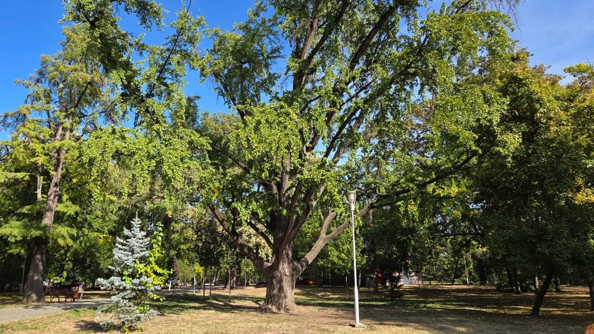 A început inventarierea „arborilor cu poveste” ai Timișoarei. Un Ginkgo biloba al familiei Mühle, printre primii 12 (Foto: G4Media)