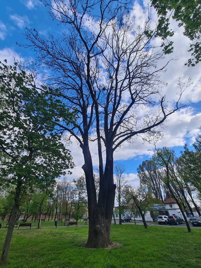 Primăria Oradea a tăiat un frasin de aproape 250 de ani, unul dintre cei mai vechi arbori ai orașului (Foto: G4Media)