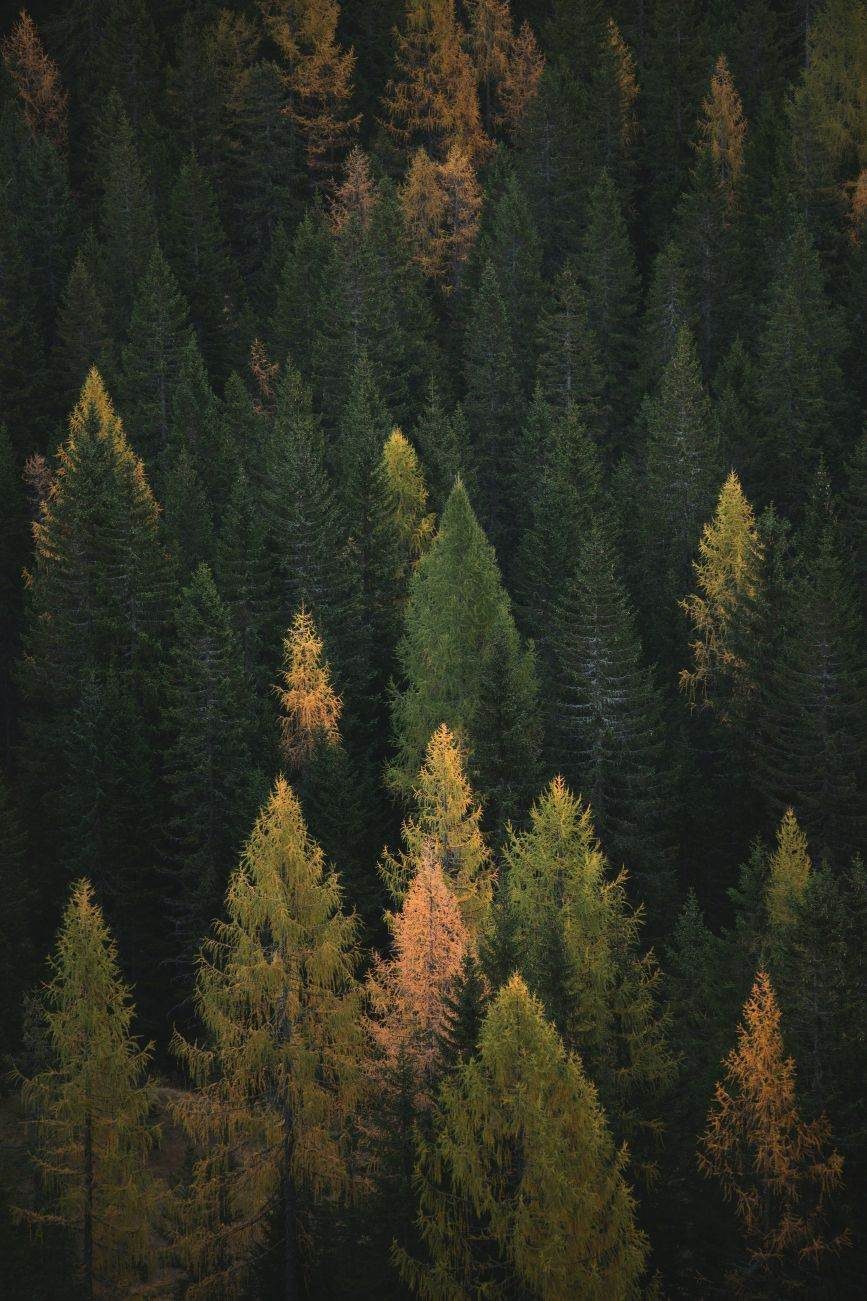 România se pregătește să doboare recordul mondial de plantare simultană de arbori (Foto: Bursa)