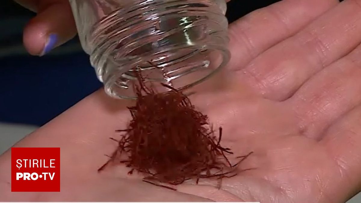 Șofranul cultivat în Bihor, prezentat la un târg de delicatese, ajunge la 35.000 de euro kilogramul. (Foto: Știrile ProTV)
