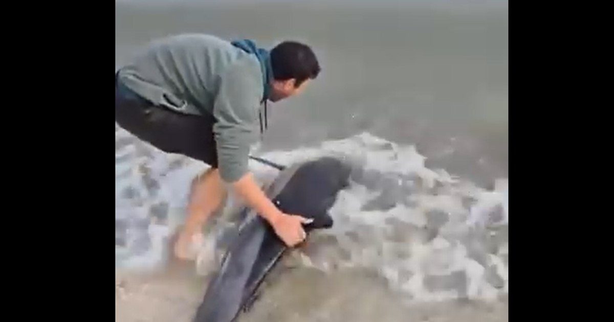 Momentul emoționant în care un tânăr salvează un delfin eșuat pe plajă la Eforie. Imaginile au stârnit un val de reacții (Foto: Adevărul)