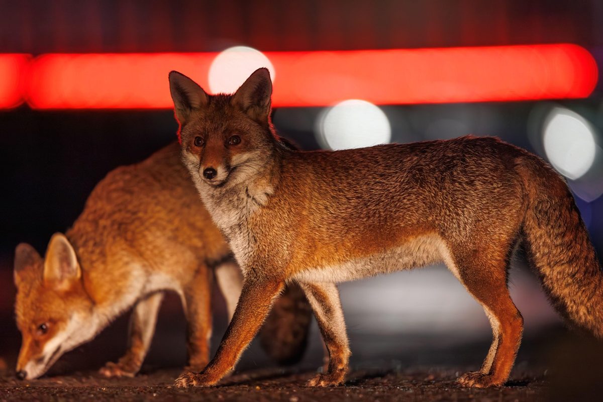 Un medic din Iași avertizează după ce o vulpe a fost văzută în cartierul Copou (Foto: HotNews)