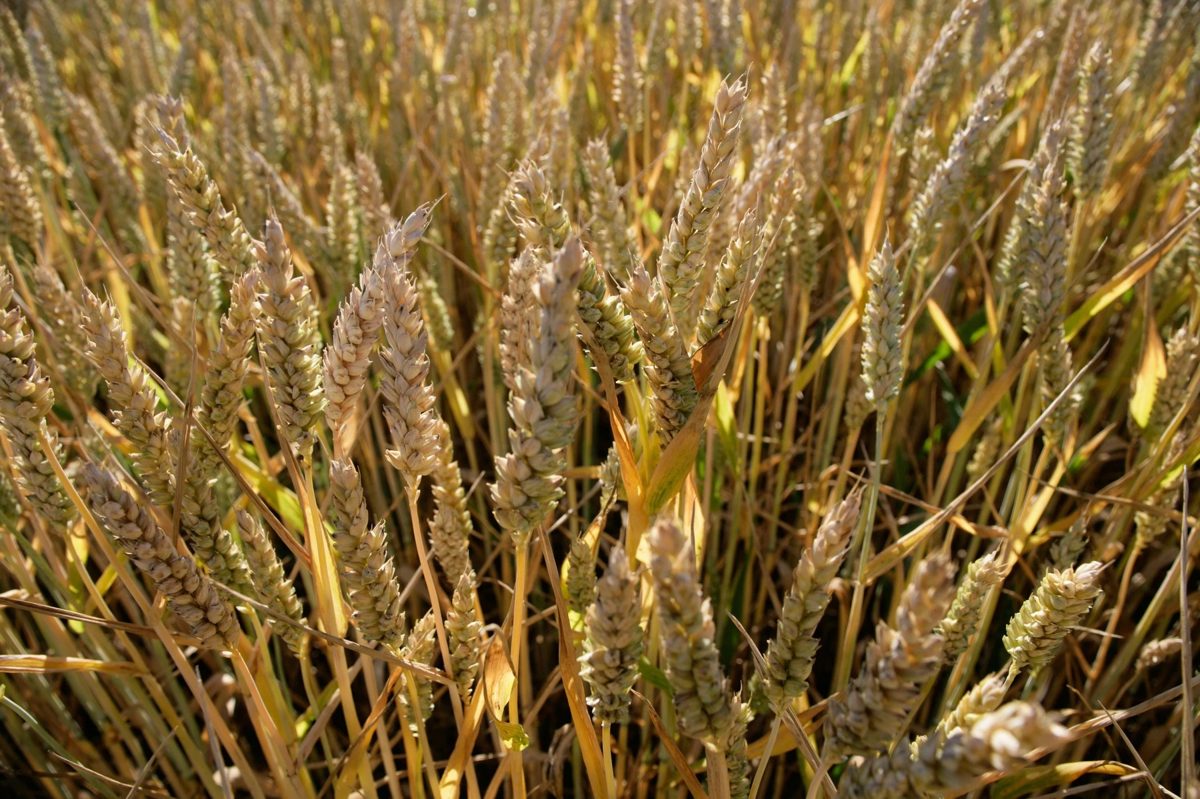 Creșterea dioxidului de carbon din atmosferă poate modifica proteinele din grâu. (Foto: Realitatea)