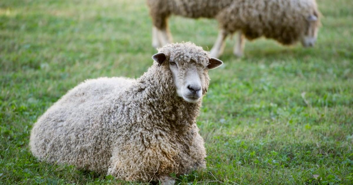 Un program inedit le oferă românilor produse direct de la fermă. Cum pot primi brânză și fructe acasă (Foto: Observator (Antena 1))