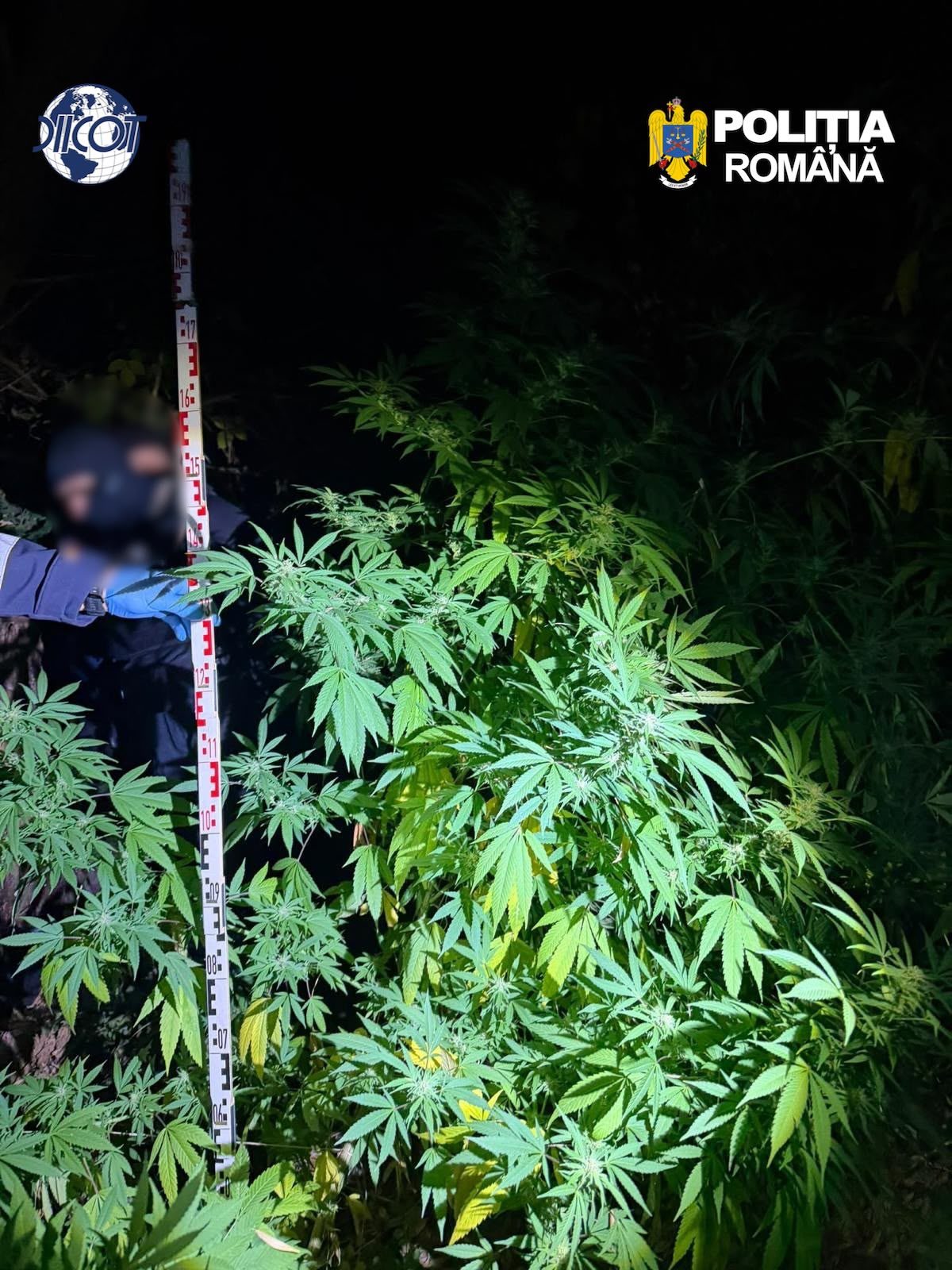 Doi bărbați au fost arestați preventiv într-un dosar privind o cultură de canabis lângă Cluj-Napoca (Foto: HotNews)
